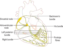 O feixe de Bachmann conduz o impulso elétrico ao átrio esquerdo.