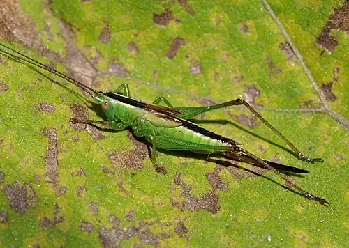 Conocephalus fuscus (Conocephalinae)