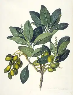 Corynocarpus laevigatus.