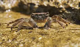Pachygrapsus marmoratus na Costa Adriática, no Mar Adriático