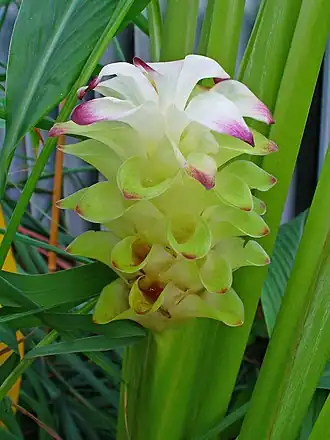 Curcuma longa