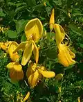 Cytisus scoparius