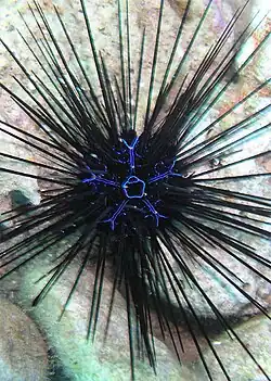 Ouriço-diadema de Savigny (Diadema savignyi).