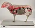 Modelo diático que representa os órgãos internos de uma ovelha.