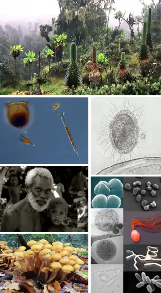 Colagem de imagens dos seis tipos de vida que existem (plantas, animais, archaea, bactérias, fungos e protistas).