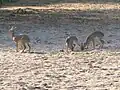 Família de dik-dik-de-kirk, no lago Manyara, na Tanzânia