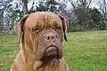 Dogue de bordeaux. Máscara marrom
