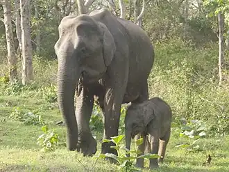 Um elefante asiático fêmea e seu filhote no Parque nacional Mudumalai, na Índia.