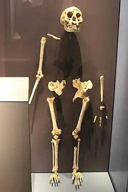 Esqueleto de Homo floresiensis no Museu de História Natural de Londres, Inglaterra.