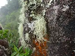 Um líquen crescendo em uma rocha em uma floresta nublada brasileira