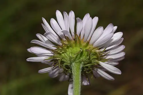 As numerosas brácteas verdes envolventes de Erigeron peregrinus, lineares e com ponta afilada, soltas e aproximadamente do mesmo comprimento.