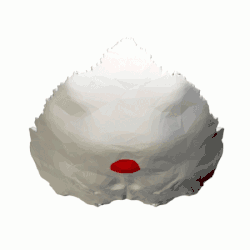 Protuberância occipital externa (em vermelho). Vista em 360°.