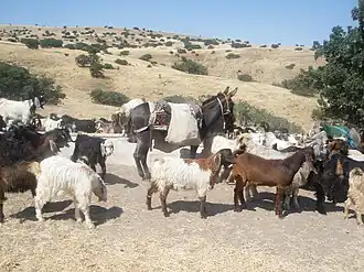 Cabras em Fadilli, Ancara