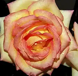 Rosa mesclada