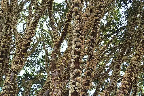 jabuticaba em flor.