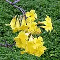 Tabebuia aurea em Calcutá, em Bengala Ocidental, na Índia