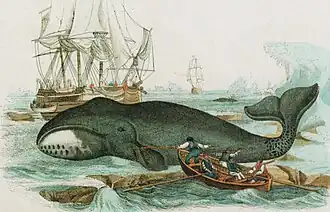 Gravura de uma Baleia da Groelândia sendo caçada (1840)