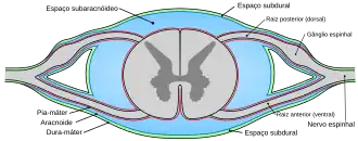 Seção diagramática tranversa da medula espinhal e suas membranas.