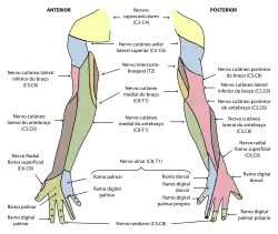 Diagrama de distribuição segmentar dos nervos axilares cutâneos da extremidade superior direito.