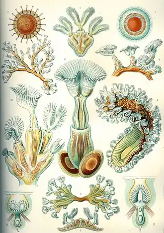"Bryozoa", do livro, de Ernst Haeckel, Kunstformen der Natur de 1904
