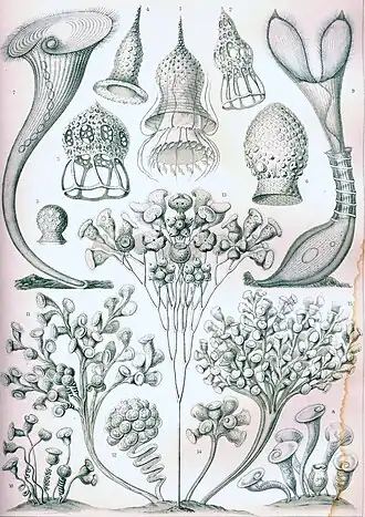 "Ciliados" da Kunstformen der Natur de Ernst Haeckel, 1904