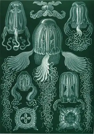 Os cubozoários de Ernst Haeckel, numa ilustração do livro Kunstformen der Natur