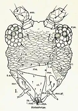 Cabeça de um Thysanoptera mostrando a disposição das antenas (ant), os olhos (eye) e o aparelho bucal do tipo picador-sugador assimétrico com apenas a mandíbula esquerda (me).