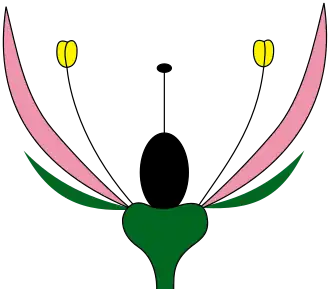 Perianto díclamedeo/heteroclamídeo com pétalas e sépalas distintas