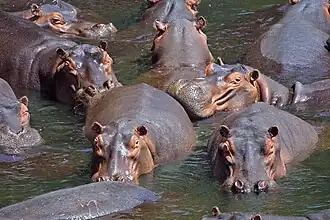 Hipopótamo-comum (Hippopotamus amphibius)