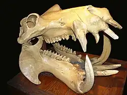 Crânio de um hipopótamo