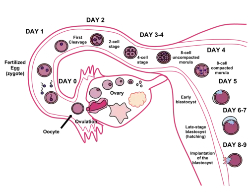 Timeline of human fertilization, ending with implantation of the blastocyst eight to nine days after fertilization.
