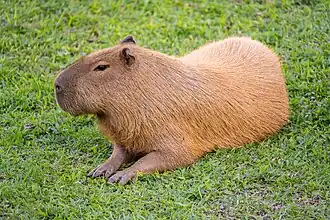 Uma capivara na cidade de Petrópolis, no Rio de Janeiro.