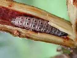 Lagarta de Hypsipyla grandela destruindo uma gema apical de mogno.