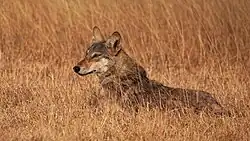 Lobo indiano, um canídeo típico da savana indiana.