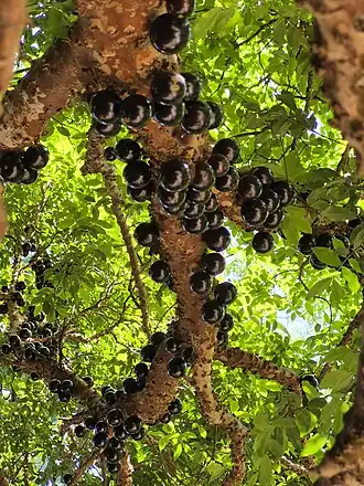 Jabuticaba (do tupi iabotikaba, 'gordura de jabuti')