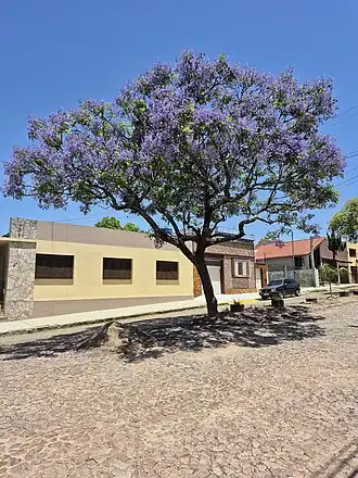 Jacarandá-mimoso em Bagé-RS