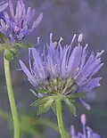 Jasione montana