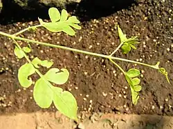 Folhas de Jasminum grandiflorum