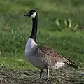 Um Ganso-canadense (Branta canadensis)