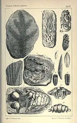 Imagem de uma página de livro com desenhos detalhados de fósseis. Há formas de folhas fossilizadas, fragmentos de insetos, conchas e outras estruturas naturais preservadas em rochas, organizadas em seções numeradas. Apresenta um estilo de ilustração científica do século XIX.