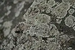 Líquen Lecanora cf. muralis nas margens do canal Bega em Timișoara, Romênia