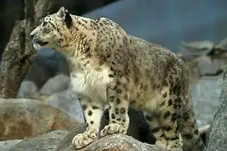 Leopardo-das-neves (Uncia uncia)