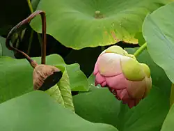 Sementes secas juntas a um botão florescendo