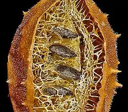 Exocarpo e parte do mesocarpo fibroso removidas, com as sementes aplanadas orientadas horizontalmente ao longo do eixo floral.