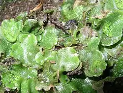 Lunularia cruciata, uma hepática talosa (Marchantiales).
