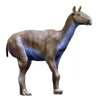 reconstituição de uma macrauquênia