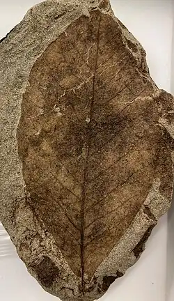 A folha está preservada em uma rocha. Tem forma ovalada com ponta fina. A nervura central é bem visível, com várias nervuras secundárias se ramificando simetricamente para os lados.