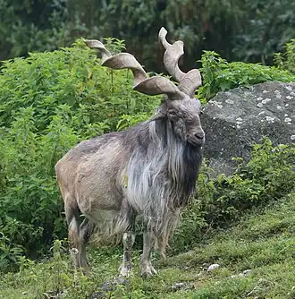 Markhor no Zoológico de Augsburg, na Alemanha