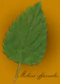 Melissa officinalis, folha p/ scaner