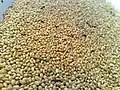 Grãos de milheto